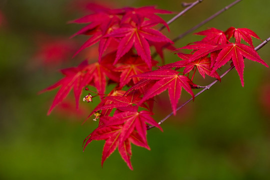 紅楓