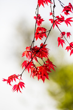 紅楓