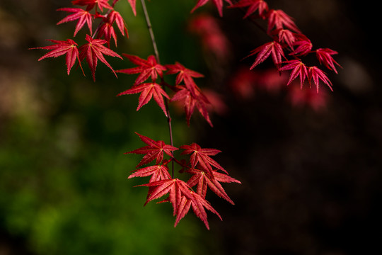 紅楓