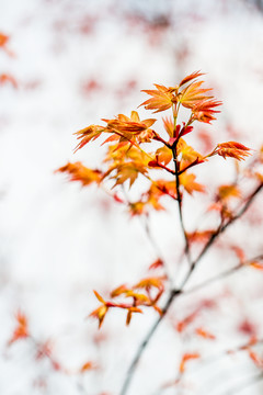 紅楓