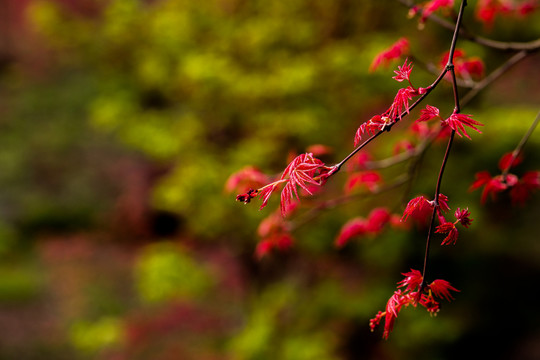 紅楓