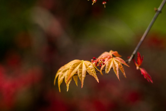 紅楓
