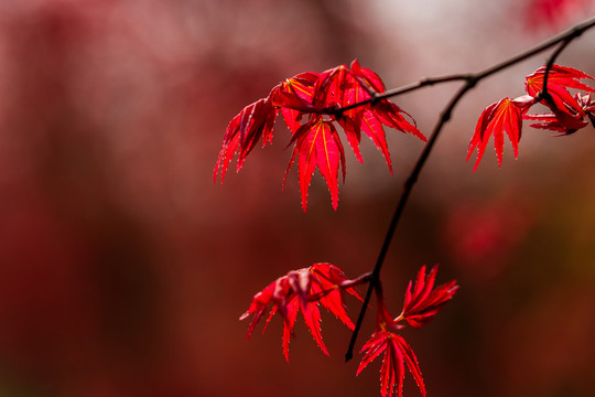 紅楓