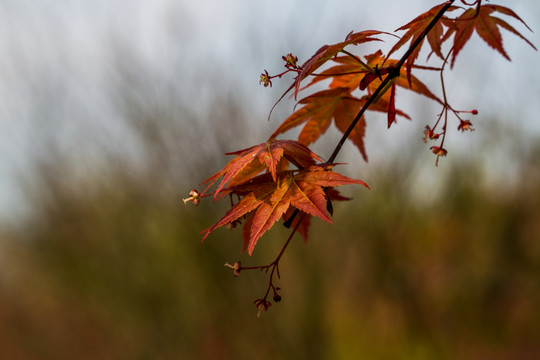 紅楓