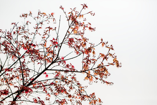 紅楓