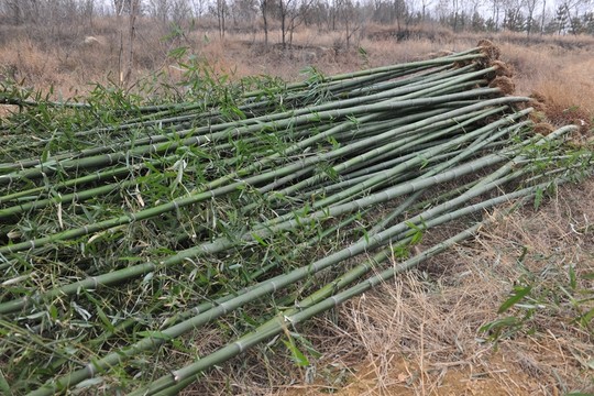竹子栽植