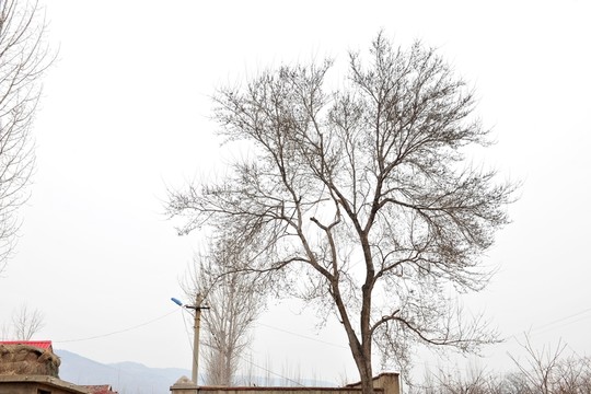 樹木  枯樹