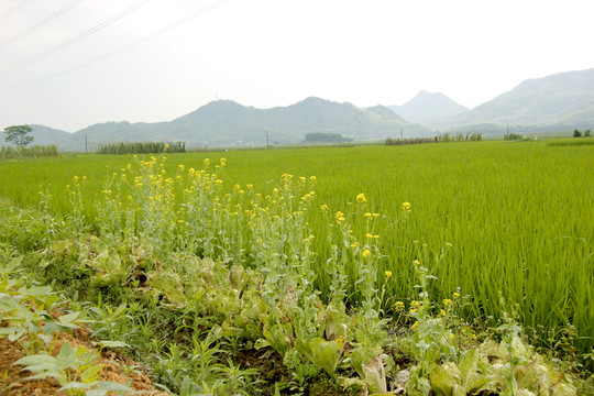 美麗的田野
