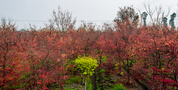 紅楓