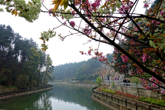 景觀園林 湖 綠化 花草