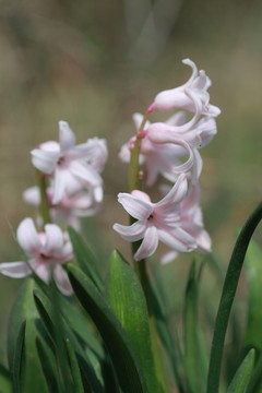 風(fēng)信子花