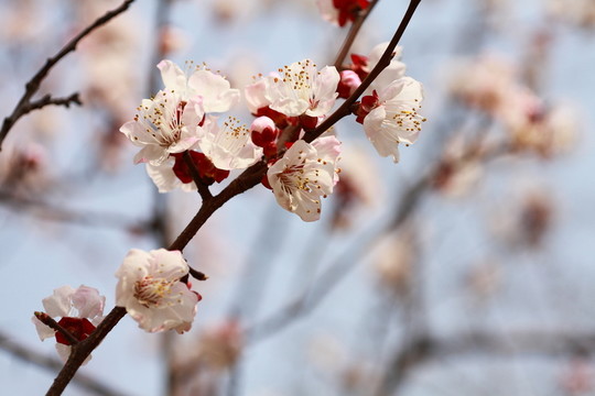杏花
