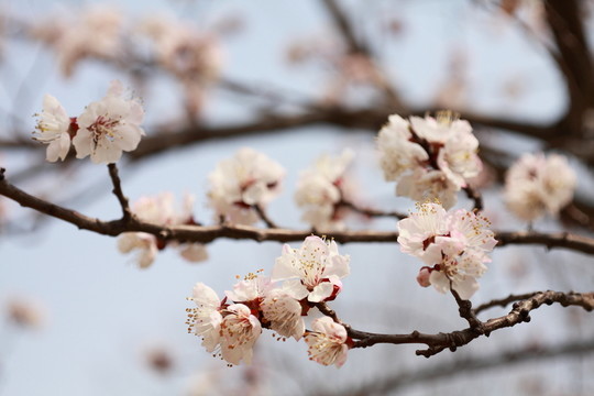 春暖花開