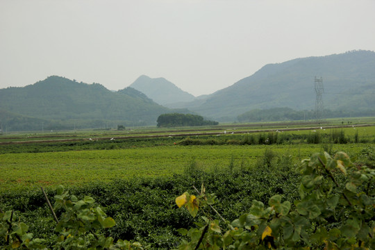 美麗的田野