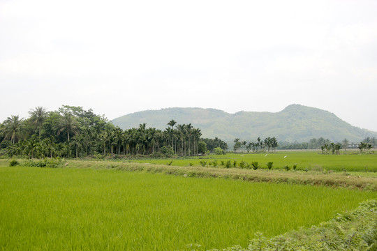 田園