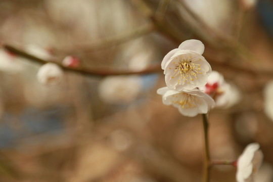 梅花