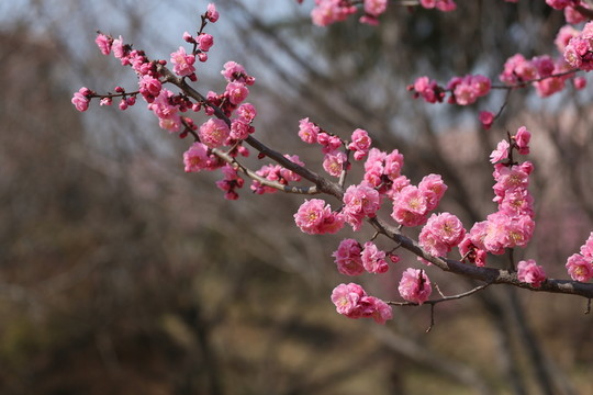 梅花