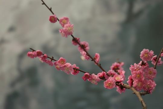 梅花