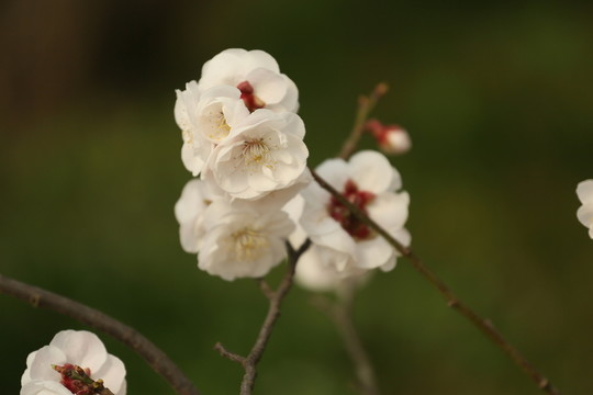 梅花