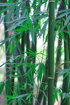 竹林