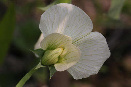 豌豆花