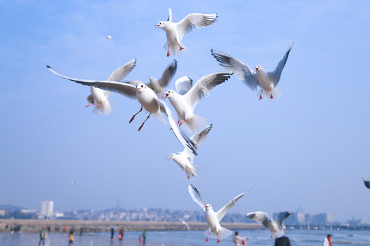 海鷗