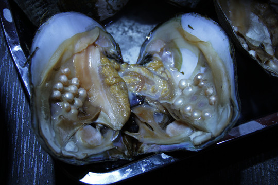 河蚌
