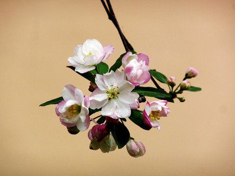 海棠花特寫(xiě)