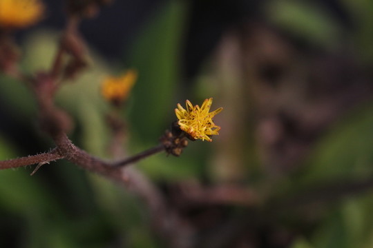野花