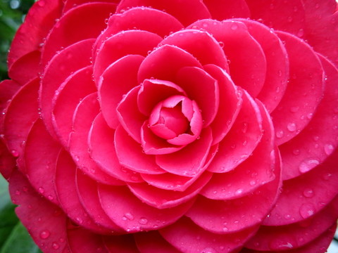 茶花