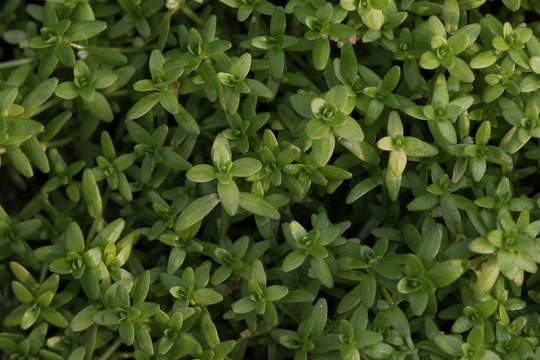 綠色小草