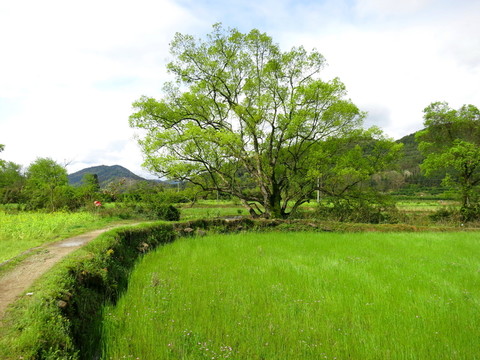 樟樹