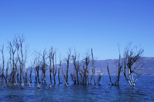 湖水 湖泊 植物 風(fēng)景 樹林