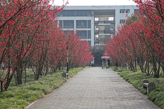 校園綠化