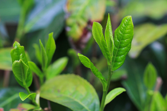 普洱茶
