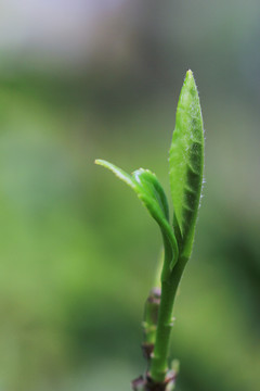 普洱茶