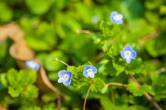 小蘭花