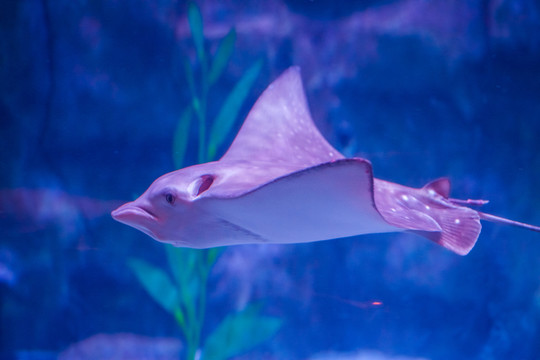 魔鬼魚