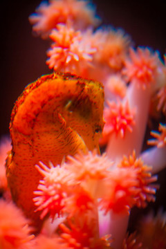 海馬
