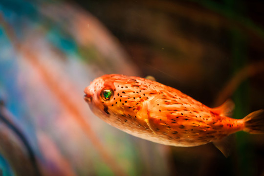 石斑魚