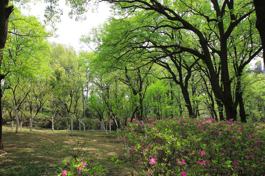 山花爛漫