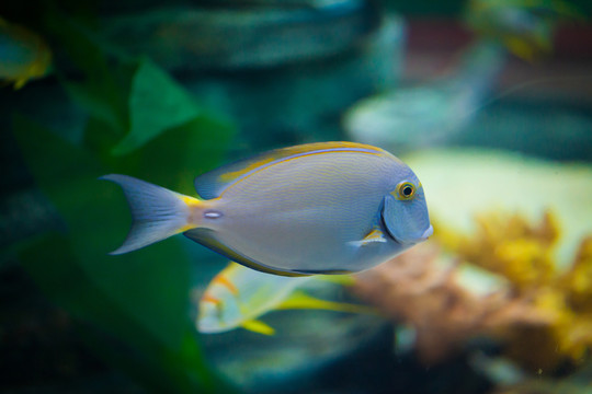 七彩吊魚