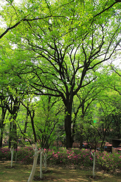 山花爛漫