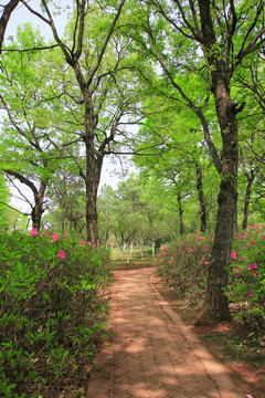 山花爛漫