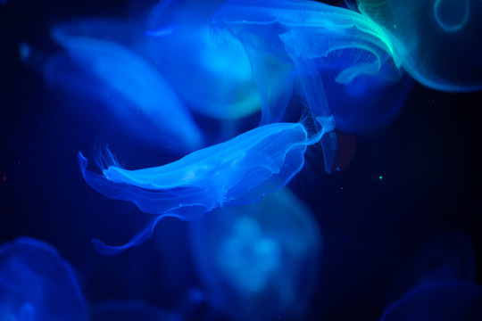 水母