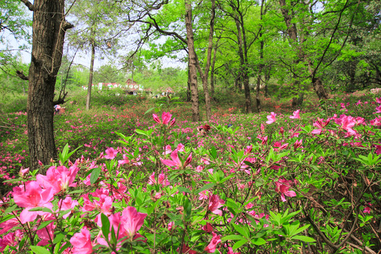 山花爛漫