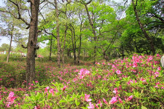 山花爛漫