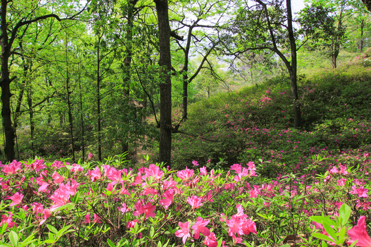山花爛漫