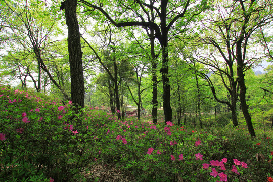 山花爛漫