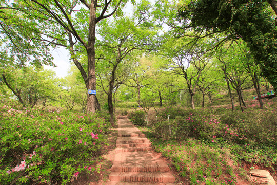 山花爛漫